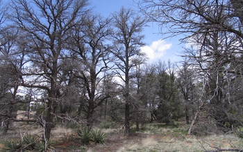 dried trees in a forest of pinons in the U.S. Southwest.